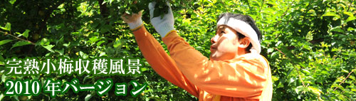 完熟小梅収穫風景　2010年バージョン