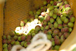 カリカリ小梅の収穫