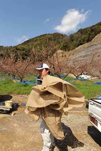 畑へ 麻シート敷き2014 梅干・南高梅栽培　南高梅の山口農園